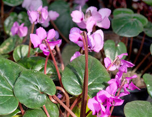 Alpenveilchen winterblühend – Cyclamen coum