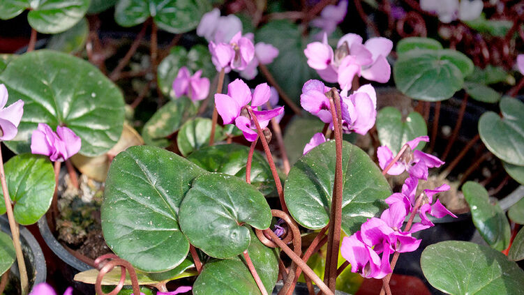 Alpenveilchen Winterbluhend Cyclamen Coum Hauenstein Ag