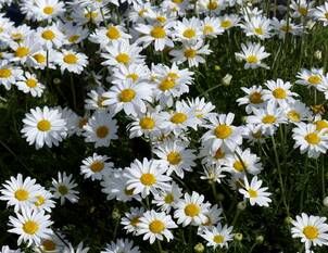 Anthemis – Hundskamille & Färberkamille für sonnige Beete