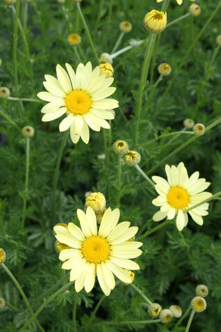 Anthemis hybrida ‘Wargrave’ – Hundskamille mit grossen, blassgelben Blüten und zartem Duft, lange blühend