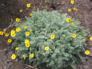 Bergkamille – attraktive Anthemis mit auffallendem Silberlaub, kombiniert Blüh- und Strukturwirkung