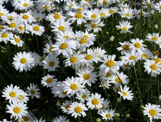 Karpaten-Hundskamille ‘Karpatenschnee’ – reichblühende, wintergrüne Anthemis für Steingärten, Gefässe und sonnige Lagen.