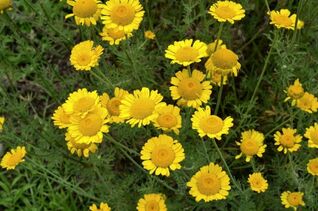 Färberkamille – Anthemis, einst zum Gelbfärben genutzt, heute beliebte Zier- und Insektenpflanze