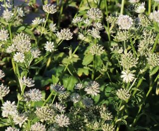 Sterndolde Star of Billion– elegante Astrantia-Sorte, lange blühend und pflegeleicht für Beete und Rabatten