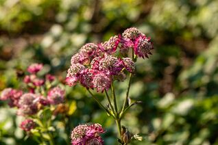 Astrantia ‘Rosensinfonie’ – filigrane Staudenblume mit rosa Blüten, beliebt bei Bienen und Hummeln