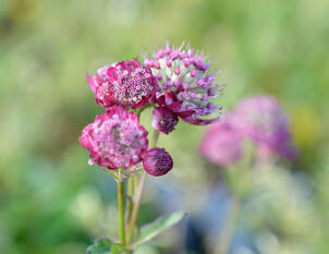 Astrantia – Sterndolden: Romantische Stauden für Beete