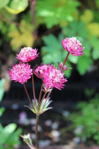 Sterndolde Ruby Wedding – reichblühende Astrantia-Sorte, ideal für halbschattige Gartenbereiche