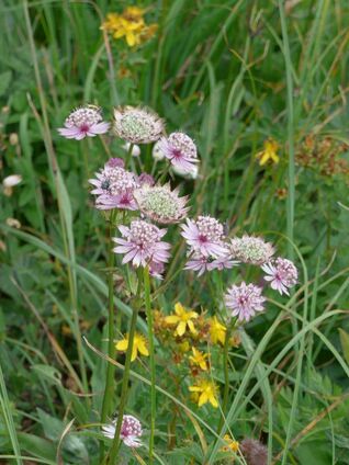 Sterndolde Astrantia major – langlebige Staude für Naturgärten, Rabatten und halbschattige Standorte