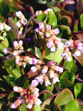 Bergenia 'Baby Doll'