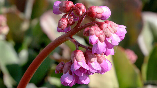 Die wüchsige und genügsame Staude fällt im April/ Mai durch ihre grossen Einzelblüten auf.