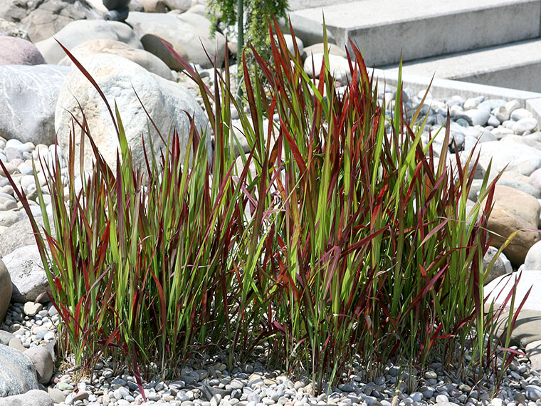 red edged dracaena Dracaena 'Magenta' main image 0