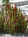 Imperata cylindrica 'Red Baron'