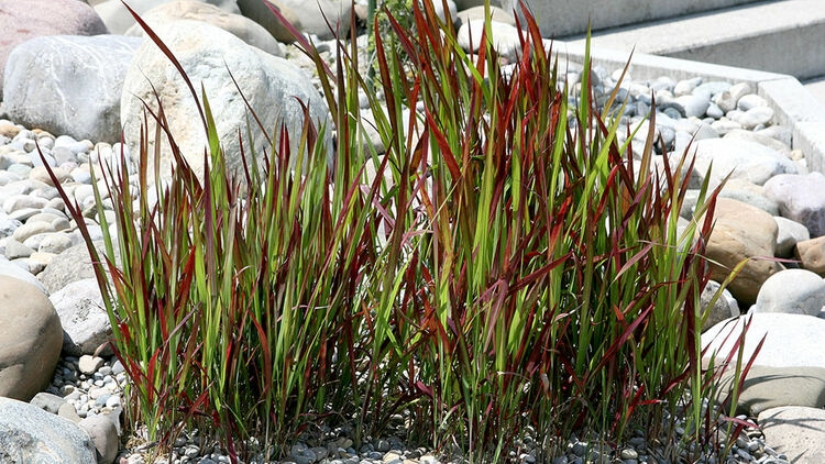 dracaena reflexa katzen Dracaena reflexa var. angustifolia – Foliage Factory main image 0