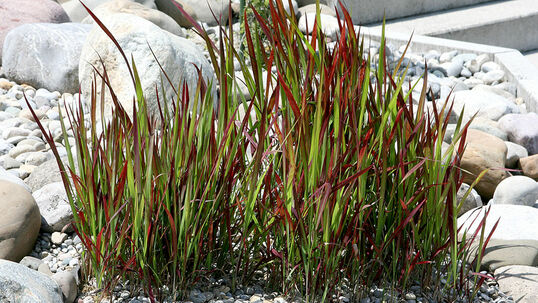 Imperata cylindrica 'Red Baron'
