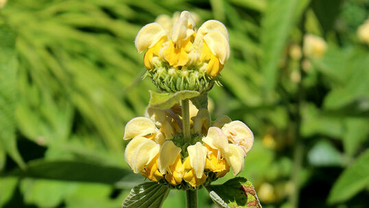 Im Juli bis August zeigen sich die quirl- und etagenartig angeordneten, gelben Blütenstände.