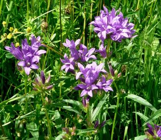 Campanula glomerata – Knäuel-Glockenblume mit dichten, violettblauen Blütenbüscheln