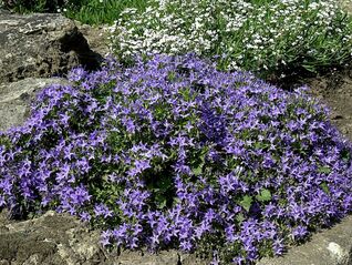 Campanula garganica – reichblühende, teppichbildende Glockenblume für sonnige bis halbschattige Standorte