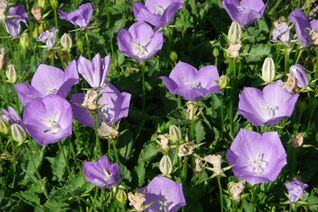 Campanula carpatica ‘Karl Foerster’ – Karpatenglockenblume mit grossen, violettblauen Blüten für Steingarten und Beet