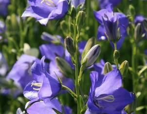 Campanula – Glockenblumen: Stauden für Garten & Steingarten