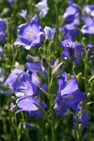 Pfirsichblättrige Glockenblume Telham Beauty – elegante Staude mit aufrechtem Wuchs, ideal für sonnige bis halbschattige Standorte