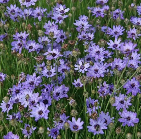 Catananche caerulea – dekorative Blütenstaude, beliebt auch als Schnitt- und Trockenblume. 