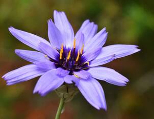 Catananche – Rasselblume