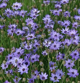 Catananche caerulea – dekorative Blütenstaude, beliebt auch als Schnitt- und Trockenblume.
