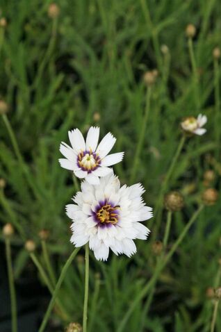 Catananche ‘Alba’ – dekorative Blütenstaude mit eleganten, weissen Blüten, ideal auch als Trockenblume