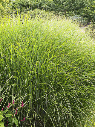 Miscanthus sinensis 'Gracillimus'