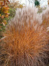 Miscanthus sinensis 'Kleine Silberspinne' Foto © PlantaPro