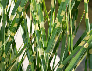 Chinaschilf – Miscanthus 