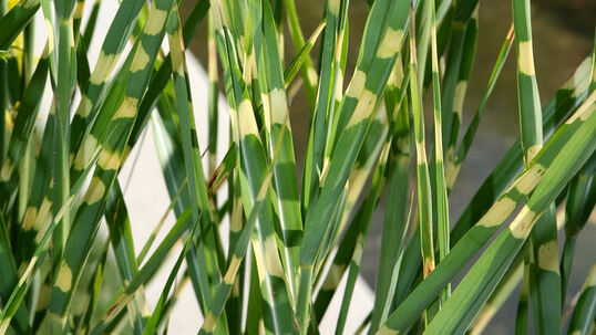 Miscanthus sinensis 'Zebrinus'
