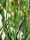 Miscanthus sinensis 'Zebrinus'