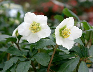 Christrose – Helleborus niger