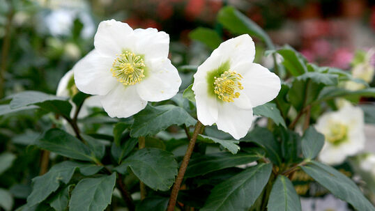 Helleborus niger