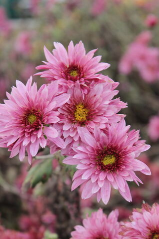 Chrysanthemum Beppie Purpur – farbstarke Chrysantheme mit intensiven Blüten für den Spätherbst