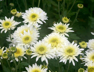 Chrysanthemum – Herbstchrysanthemen & Winterastern