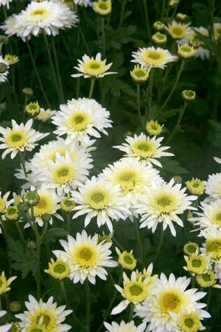 Chrysanthemum ‘Beppie Weiss’ – robuste Winteraster, ideal für sonnige Beete und Kübel
