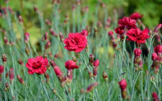 Dianthus Munot – traditionelle Gartennelke mit intensiver Blütenfarbe und langer Blütezeit