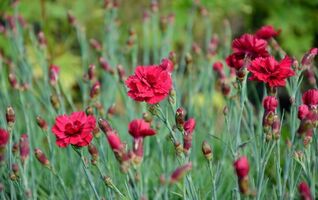 Dianthus Munot – traditionelle Gartennelke mit intensiver Blütenfarbe und langer Blütezeit.