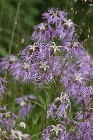 Besonders bezaubernd ist die einheimische Pracht-Nelke (Dianthus superbus) mit ihren filigranen, stark gefransten Blüten in Rosa- und Violetttönen.
