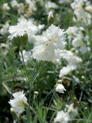Dianthus ‘Albus Plenus’ – Federnelke mit dicht gefüllten, reinweissen Blüten, edel und winterhart