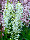 Dictamnus albus 'Albiflorus'