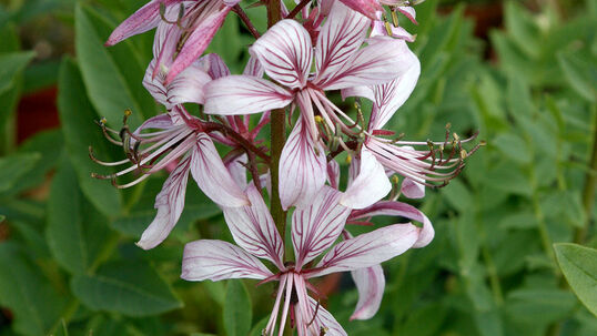Dictamnus albus