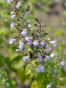 Calamintha nepeta 'Blue Cloud'