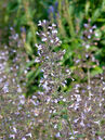 Der Blütenstand der Drüsigen Bergminze (Calamintha nepeta) besteht aus unzähligen Einzelblüten. Foto © PlantaPro