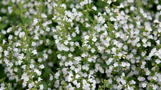 An aufrechten Stielen zeigen sich von Juli bis September in lockeren Blütenständen feine, hellblauviolette, helllilaweisse oder rosa Blüten von ca. 1 cm Grösse.
