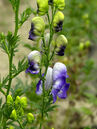 Aconitum cammarum 'Bicolor'  Foto © PlantaPro