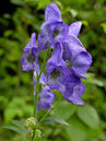 Aconitum carmichaelii 'Arendsii'  Foto © PlantaPro