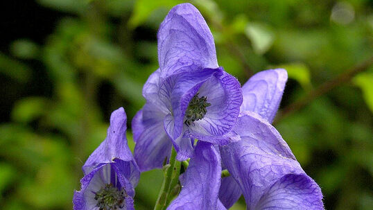 Aconitum carmichaelii 'Arendsii' Foto © PlantaPro